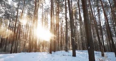 4K<strong>冬季</strong>霜冻天气下美丽的白雪公主森林。它是冬霜森林中的鼻翼缓慢的运动。<strong>雪天</strong>。夕阳西下冬雪针叶林的夕阳西下