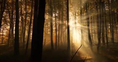 黎明时分,秋天模糊了落叶森林.神秘的气氛.