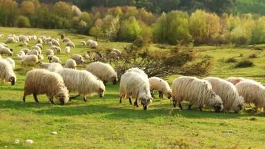 美丽的风景，春天有一群羊在山上吃草
