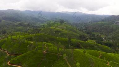 斯里兰卡山区的<strong>绿</strong>茶种植园。茶园景观.