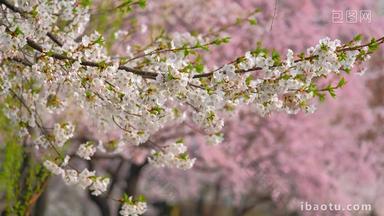 樱花韩国开花盛开的