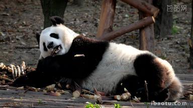 熊猫成都巨大的野生动物
