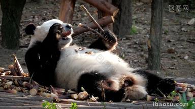 熊猫成都巨大的亚洲