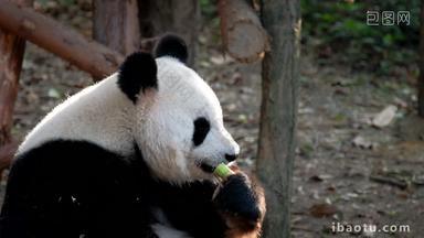 熊猫成都巨大的四川