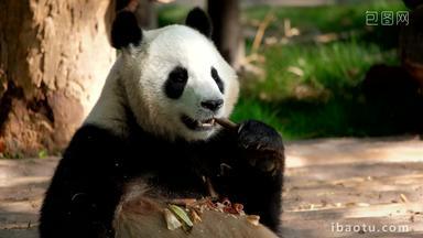 熊猫成都巨大的竹子