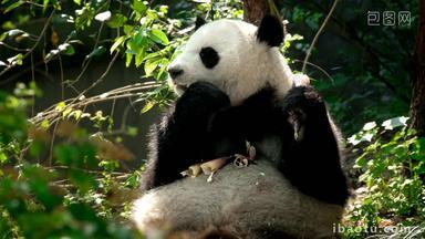 熊猫成都野生动物亚洲
