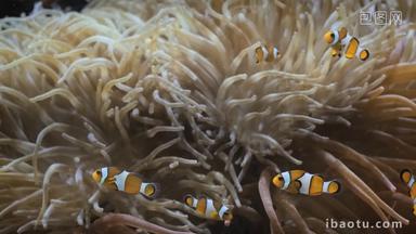 ocellaris海葵水下珊瑚