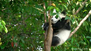 熊猫幼崽成都亚洲