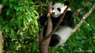 熊猫幼崽成都濒临灭绝