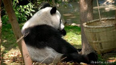 熊猫成都野生动物四川