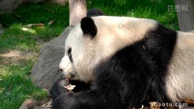 竹子熊猫成都亚洲