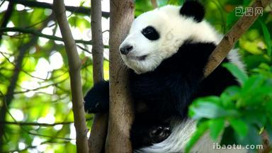 熊猫幼崽成都自然