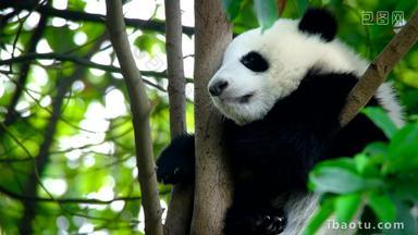 熊猫幼崽成都野生的