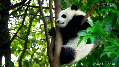 熊猫幼崽成都罕见的