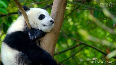 熊猫幼崽成都公园
