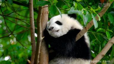 熊猫幼崽巨大的野生动物