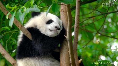 熊猫幼崽巨大的亚洲