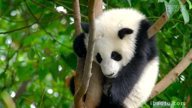 熊猫幼崽巨大的濒临灭绝