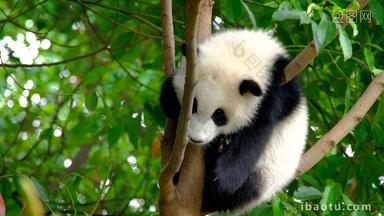 熊猫幼崽巨大的白色