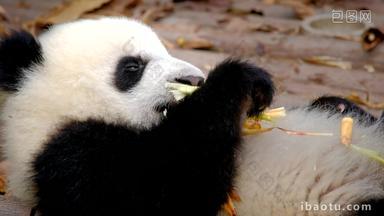 熊猫成都野生动物中国人