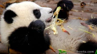 熊猫成都野生动物竹子