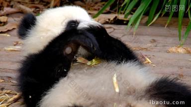 熊猫成都野生动物吃