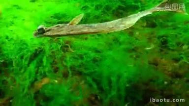 欧洲比目鱼 (鲽有 luscus) 漂浮在水中