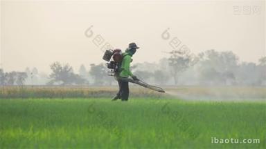 农夫在早上在水稻农场喷洒杀虫剂