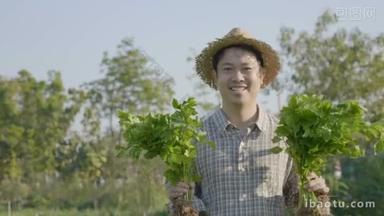 慢动作4k 快乐亚洲农民在有机农场收获新鲜蔬菜