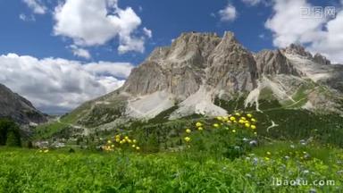 美丽的<strong>高山</strong>野花和绿草在风中飘扬，对着多洛米蒂山脉和它们下面的山谷在意大利。稳定拍摄，乌德