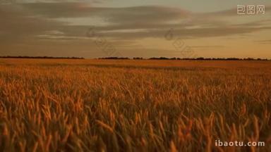 美丽的日落与乡村在麦田里。成熟的麦穗在田里。太阳照亮了小麦作物。巨大的黄色麦地板在田园诗般的自然在金色的夕阳光线.