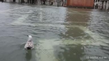 意大利威尼斯圣马可广场的海鸥鸟在冬季创纪录的洪<strong>水中</strong>