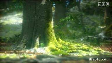 阳光穿过茂密的<strong>树枝</strong>在茂密的绿林中