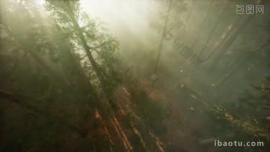 飞机穿过雾气,展示红树和松树