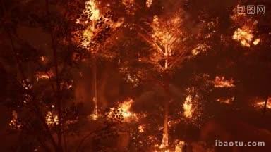 夜间森林大火