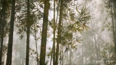 竹林仙气环绕视频