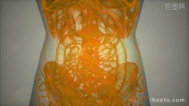 人体解剖图象扫描