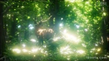 在绿色的森林里,大红鹿