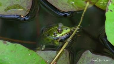 一只青蛙静静地躺在水里的一根树枝上休息着，它的四周是片叶子