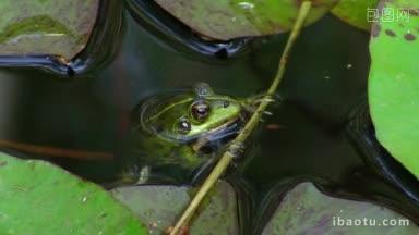 一只青蛙挂在水里，一只青蛙静静地坐着，然后游走在他身边