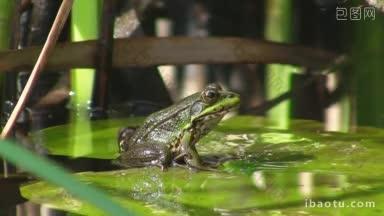 一只青蛙坐在一片绿色的大叶子上，一片安静的溪水里