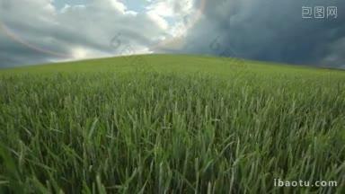 天空阴云密布，风中飘着<strong>银色</strong>的小麦