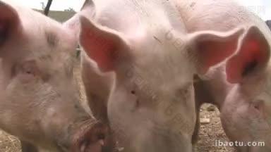 从视频中可以看到三只猪的叫声