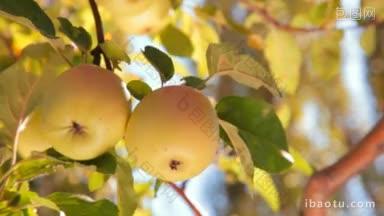 两个黄色的苹果在树上特写