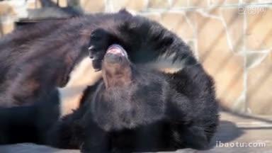 喜马拉雅黑熊