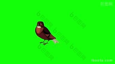 棕色的鸟<strong>飞来</strong>飞去，动画运动图形孤立在绿色屏幕上