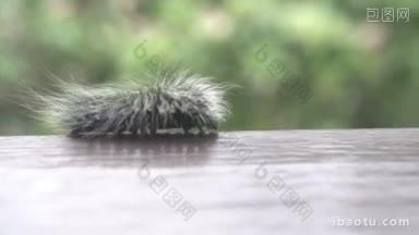 美丽的黑白相间的毛茸茸的毛毛虫爬在栏杆的边缘，越过模糊的绿树背景视频中