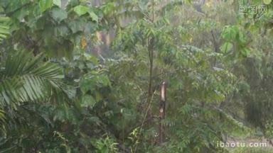 亚洲雨季的<strong>热带雨林</strong>大雨