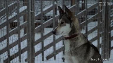 冬天拍摄的哈士奇狗静静地坐在它的露天笼子里
