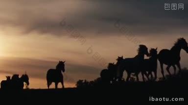 一群野马在粉色的<strong>夕阳</strong>下穿过黄色的山丘